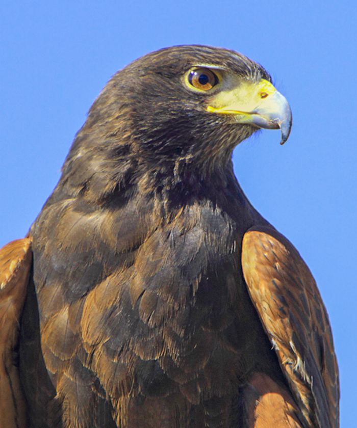 Harris’ Hawk