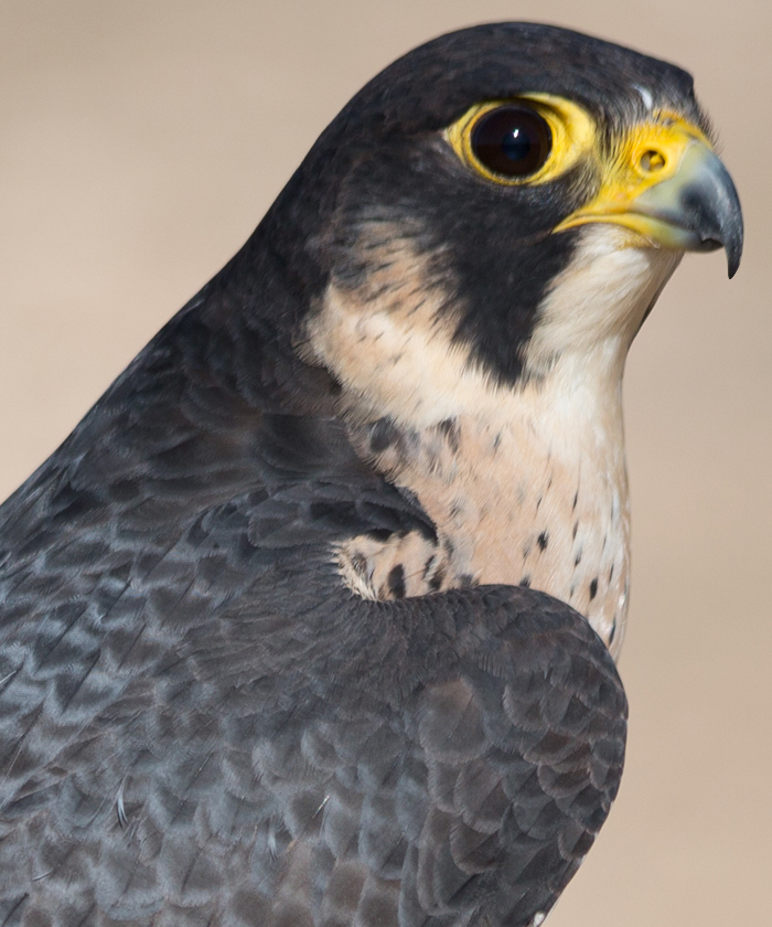  	 Peregrine Falcon