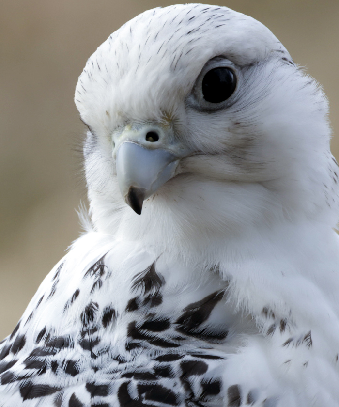 Gyrfalcon