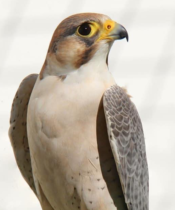 Barbary Falcon